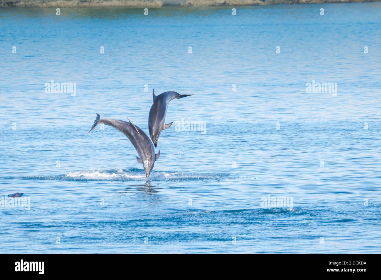 Bottlenose Dolphin ( Tursiops truncatus ) New Zealand is their southern most point in their range. New Zealand has 3 main populations, this leaping pa Stock Photo