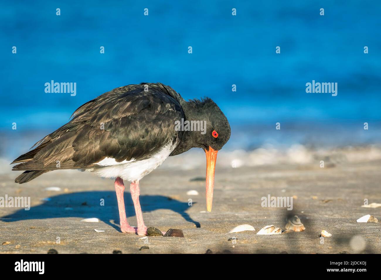 Variable Oystercatcher ( Haematopus unicolor ) New Zealand endemic, conservation staus recovering, Close-up of adult sitting on beach. Variable Oyster Stock Photo