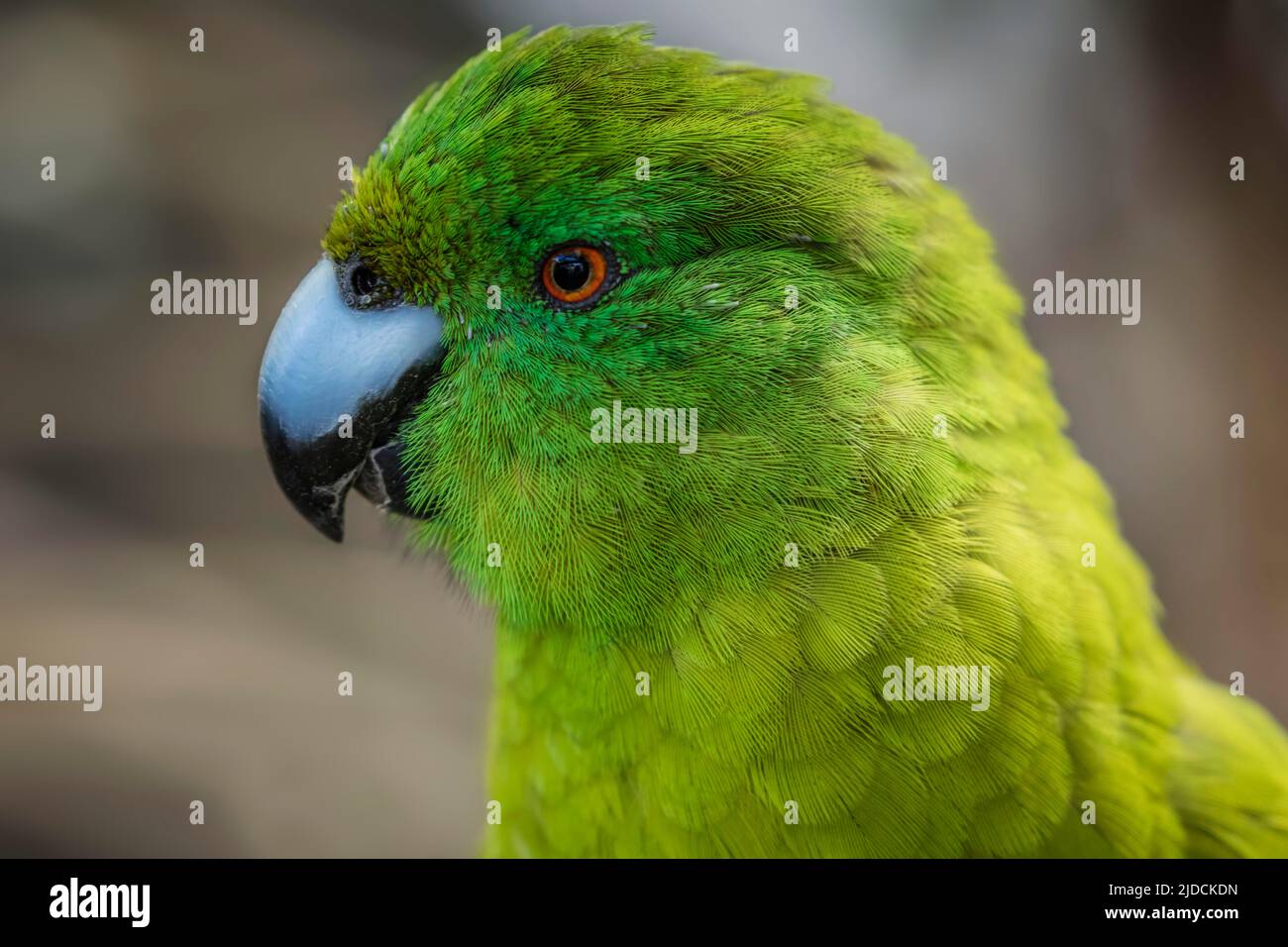 Antipodes Island Parakeet ( Cyanoramphus unicolor ) New Zealand Endemic, restricted to Antipodes Island and smaller satelite islands.  conservation st Stock Photo