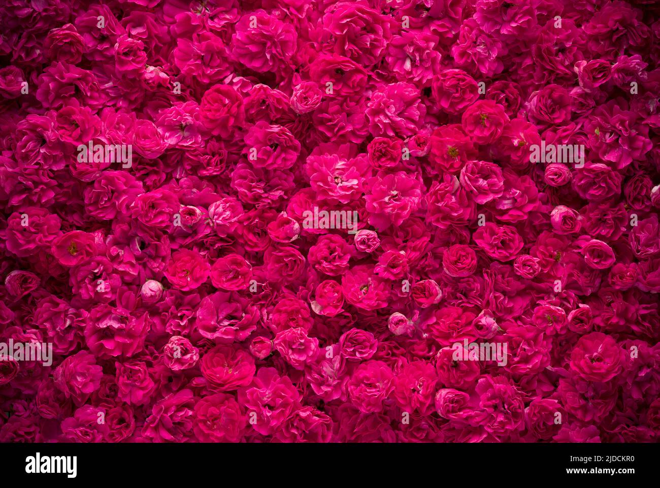Panoramic background of miniature pink roses. Graphic texture for Valentine's Day, Mother's Day and special occasions Stock Photo