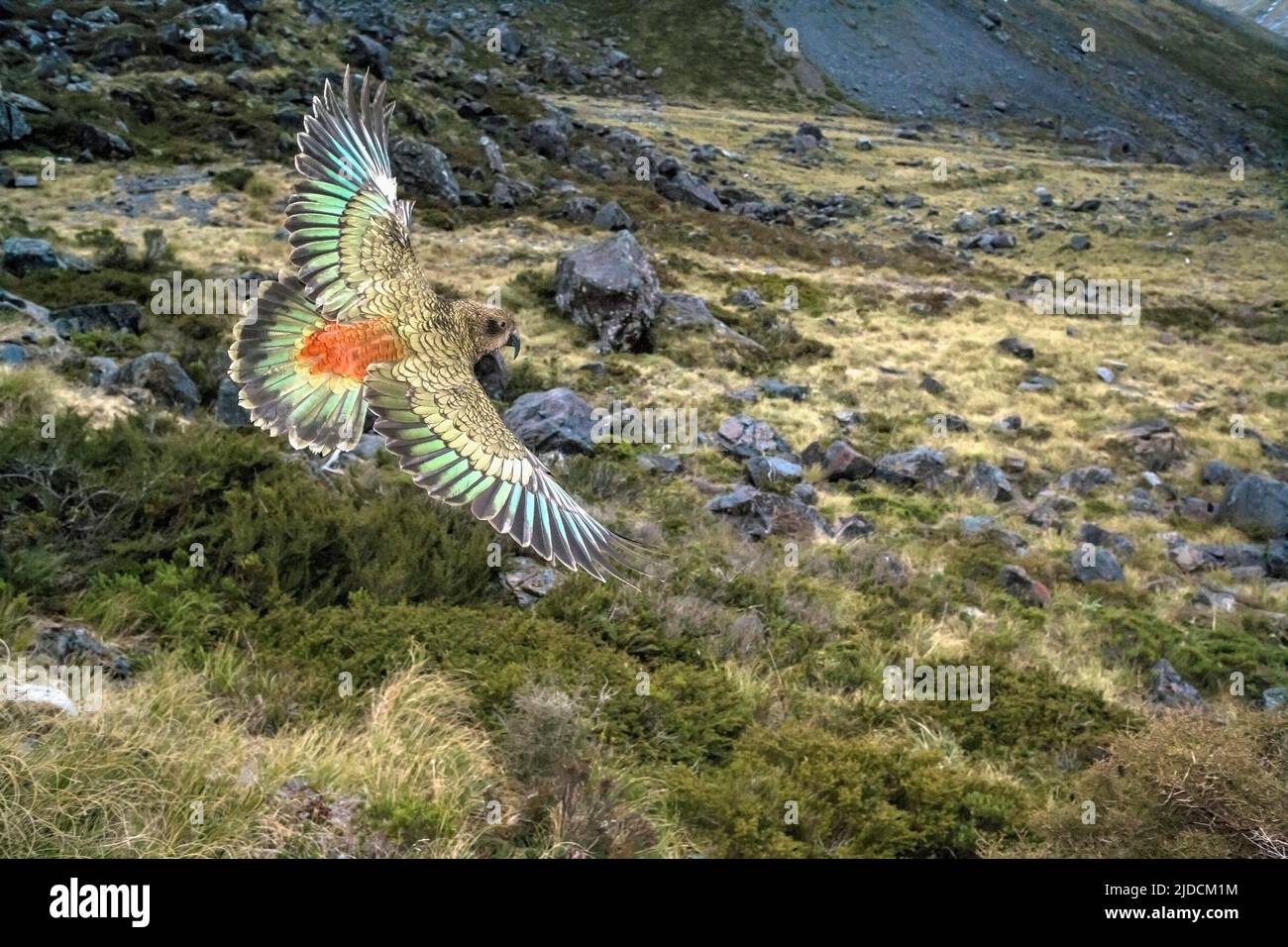 Kea ( Nestor notabilis ) or Alpine Parrot, New Zealand Endemic, Credit:ROBIN BUSH / Avalon Stock Photo