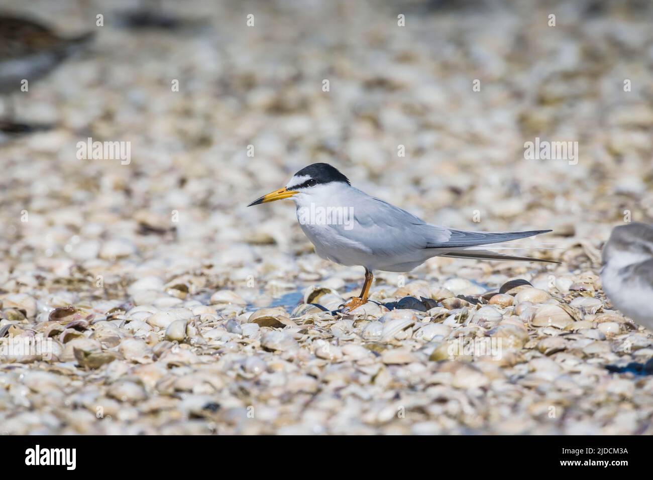 Little tern (Sternula albifrons) There are three subspecies spread through Europe, Africa , Asia and Australia. S. a. sinensis breeds from eastern Asi Stock Photo