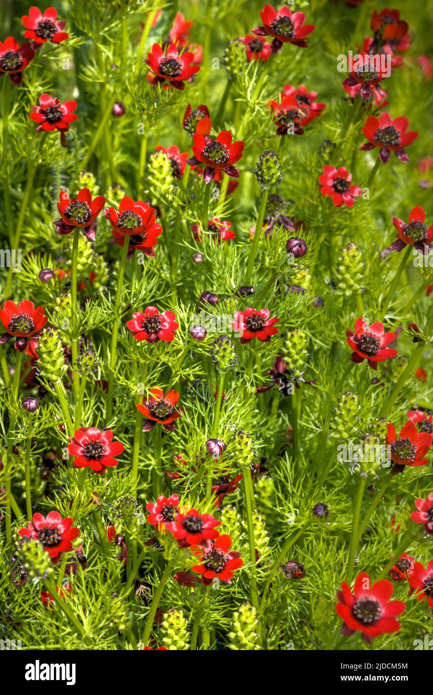 Pheasants-eye (Adonis annua ) Adonis annua is endangered and listed as a priority species in the UK. Photograph taken in UK, Credit:Robin Bush / Avalo Stock Photo
