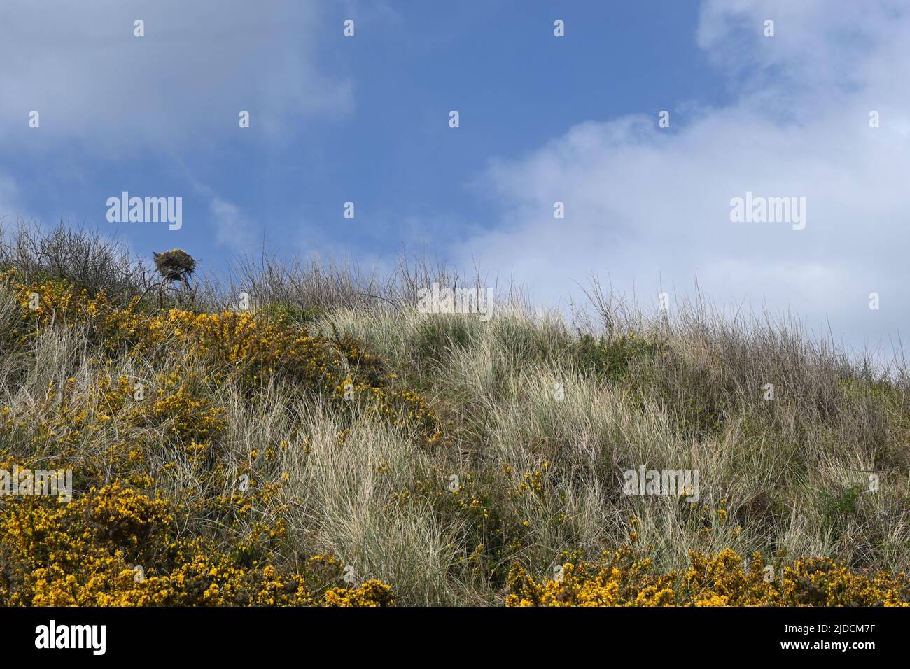 gorse on cliff, dunwich, suffolk,england Stock Photo