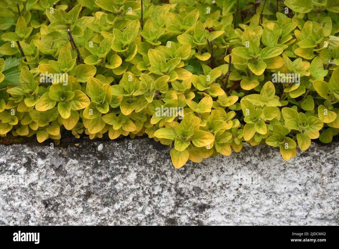 Marjoram growing on a Cornish wall Stock Photo Alamy