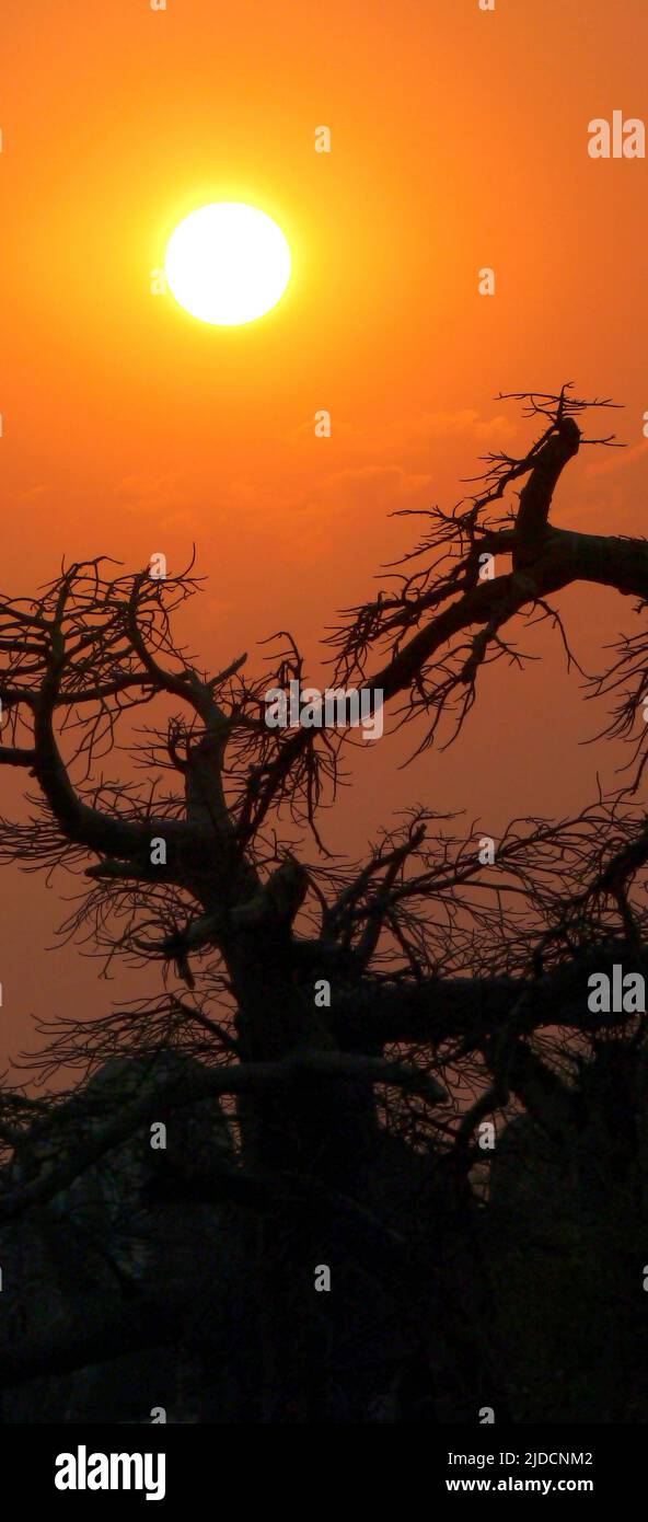Baobab, Adansonia digitata, Kubu Island, White Sea of Salt, Lekhubu, Makgadikgadi Pans National Park, Botswana, Africa Stock Photo