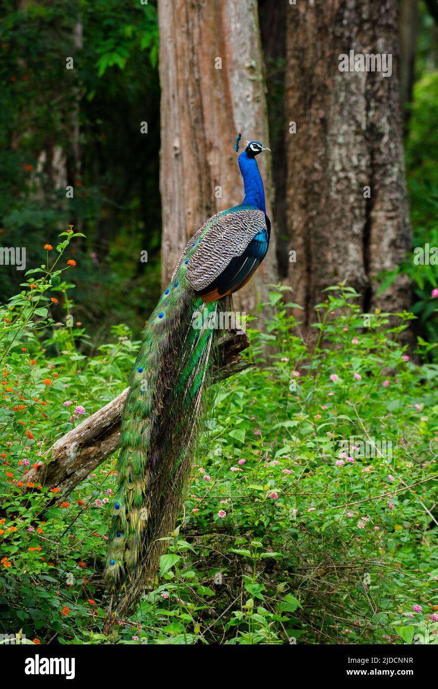 Indian peacock(Pavo cristatus) in kabini national park Stock Photo
