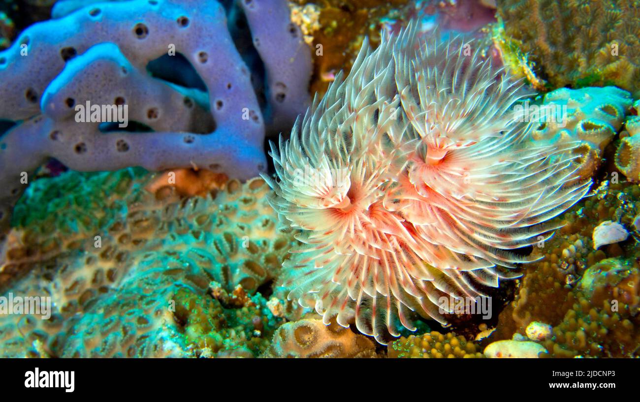 Feather Duster Worms, Tube Worm, Polychaete, Bunaken National Marine Park, Bunaken, North
