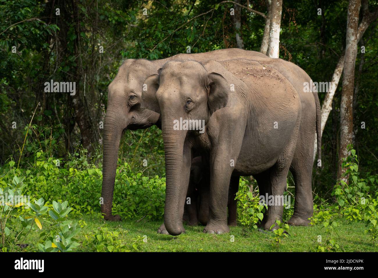 Elephants at the Kabini National Park, Karnataka, India, Asia Stock Photo -  Alamy