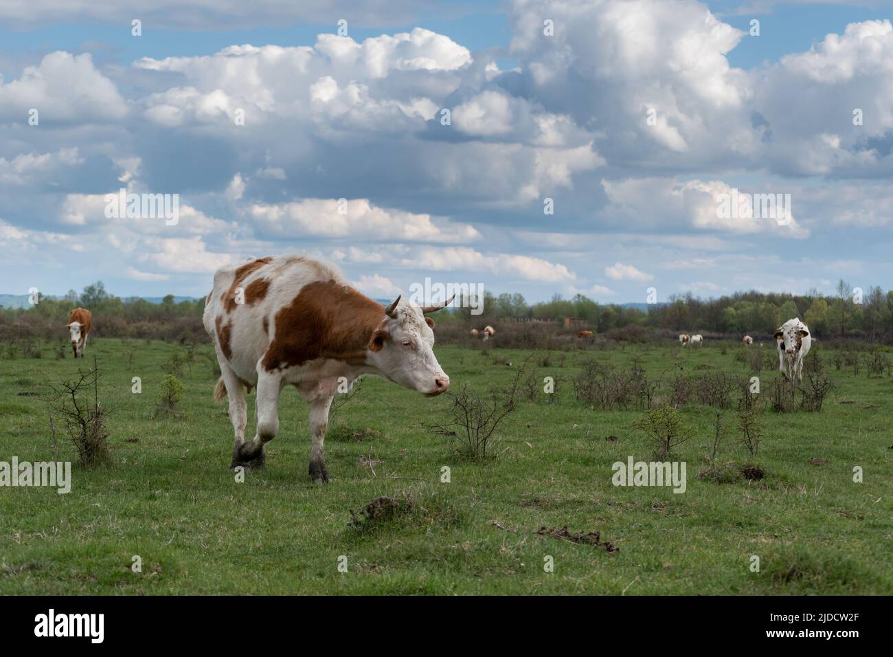 Cow walks through field with small shrubs, front view of domestic animal in pasture on cloudy day Stock Photo