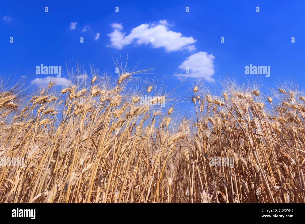 Ears of wheat on blue sky with cloud Stock Photo - Alamy