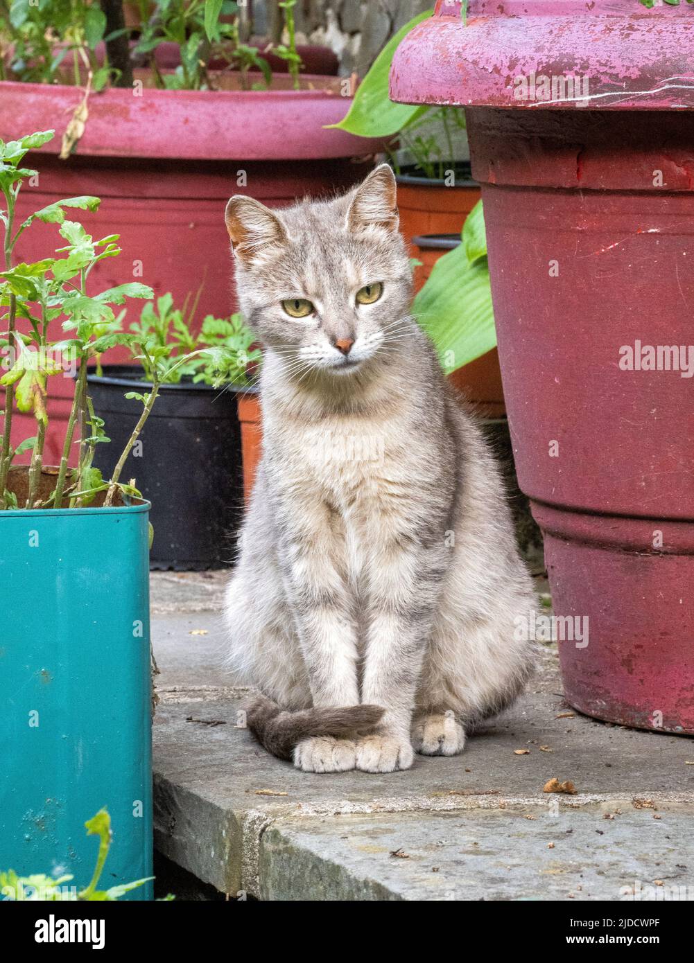 Pretty cat sitting with its tail curled round its paws by plant pots in a garden in Greece Stock Photo