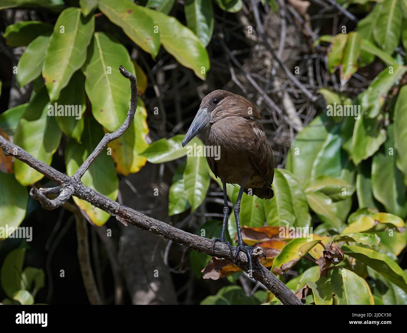 Hamerkop in its natural habitat in Gambia Stock Photo Alamy