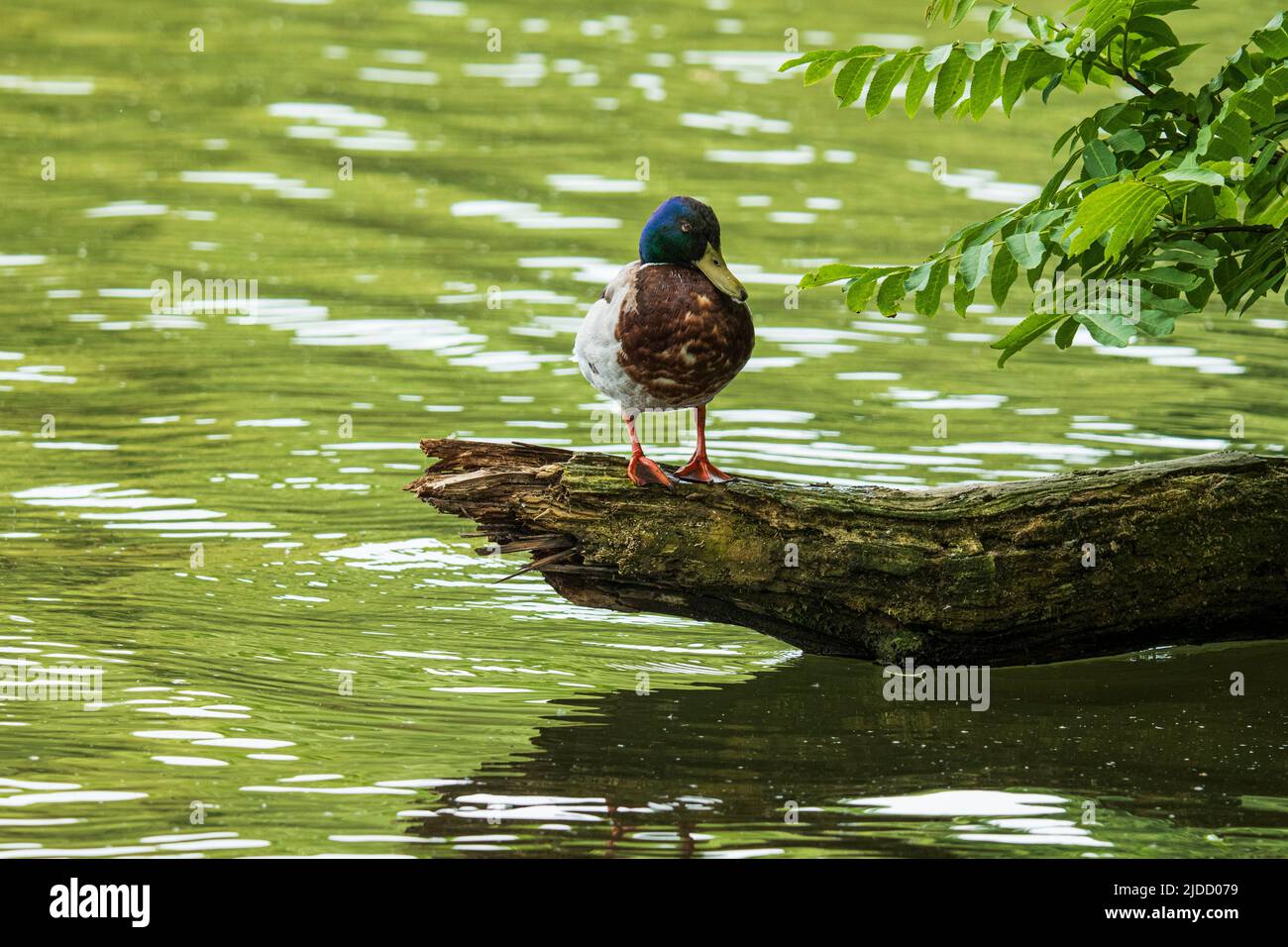 Mallard drake stands on a tree trunk lying in the water Stock Photo