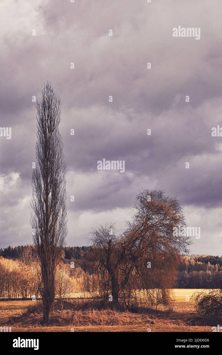 Trees under cloudy sky Stock Photo - Alamy