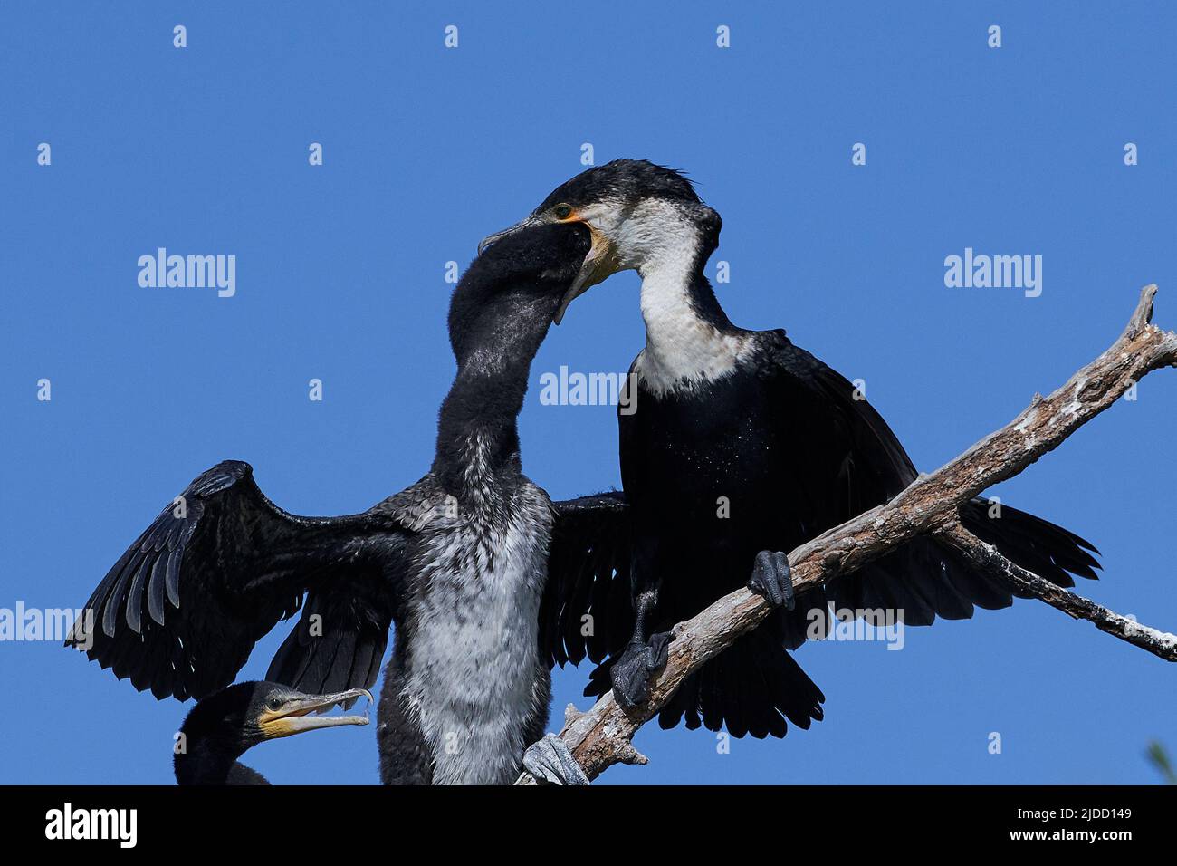 White-breasted cormorant in its natural habitat feeding its young Stock Photo