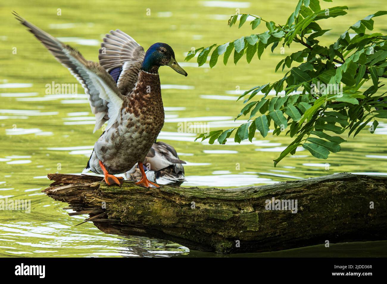 Mallard drake lands with outstretched wings on a tree trunk in the water Stock Photo
