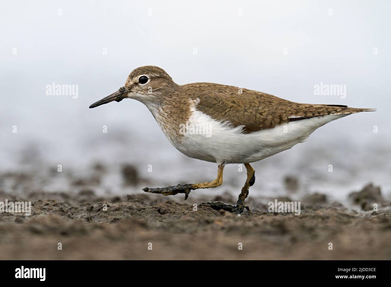 Common sandpiper (Actitis hypoleucos) in its natural enviroment Stock Photo