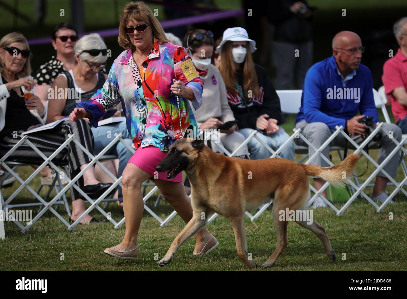 A handler runs a Belgian Malinois dog during the breed judging at the 146th Westminster Kennel Club Dog Show at the Lyndhurst Estate in Tarrytown, New York, U.S., June 20, 2022. REUTERS/Mike Segar Stock Photo
