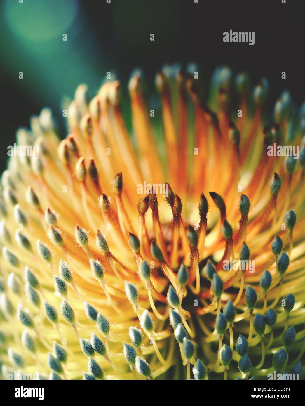 Close up of the golden flowers of an inflorescence of the Australian native Old Man Banksia, Banksia serrata, family Proteaceae, NSW. Stock Photo