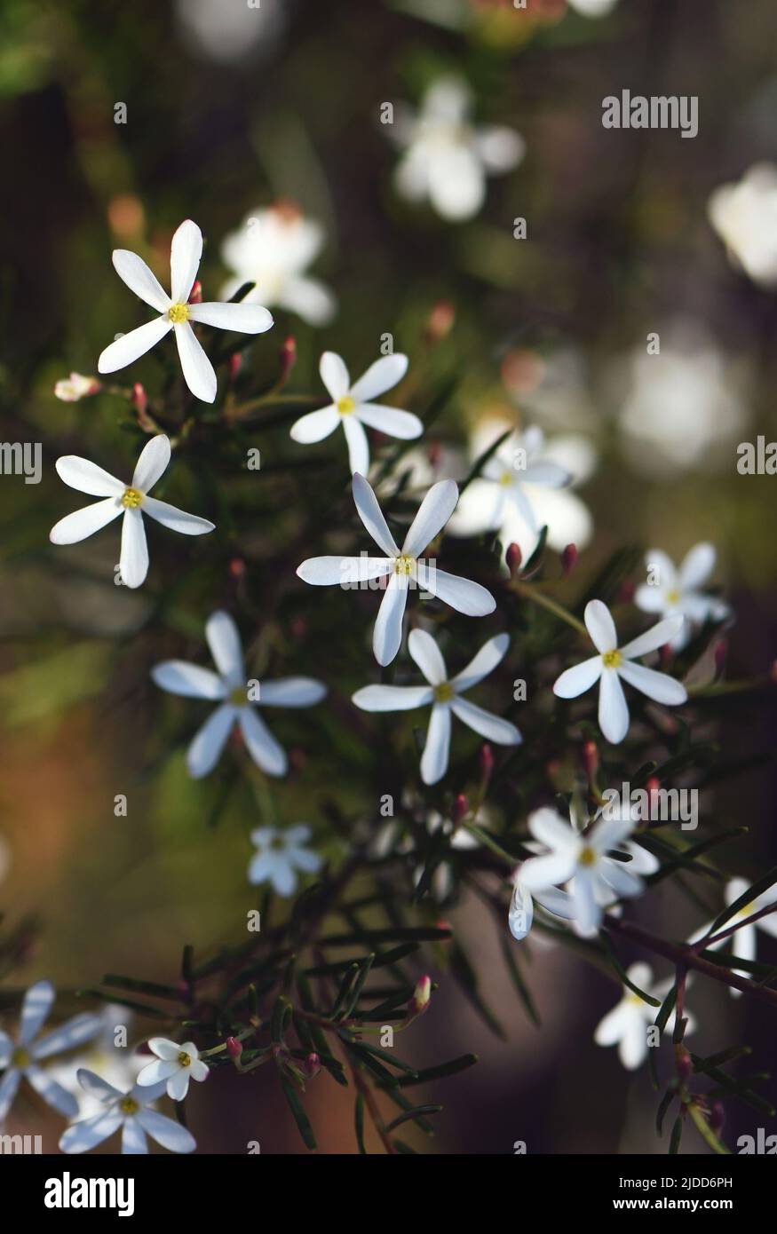 White flowers of the Australian native Wedding Bush, Ricinocarpos pinifolius, family Euphorbiaceae, growing in Sydney woodland on coastal sandy soils. Stock Photo