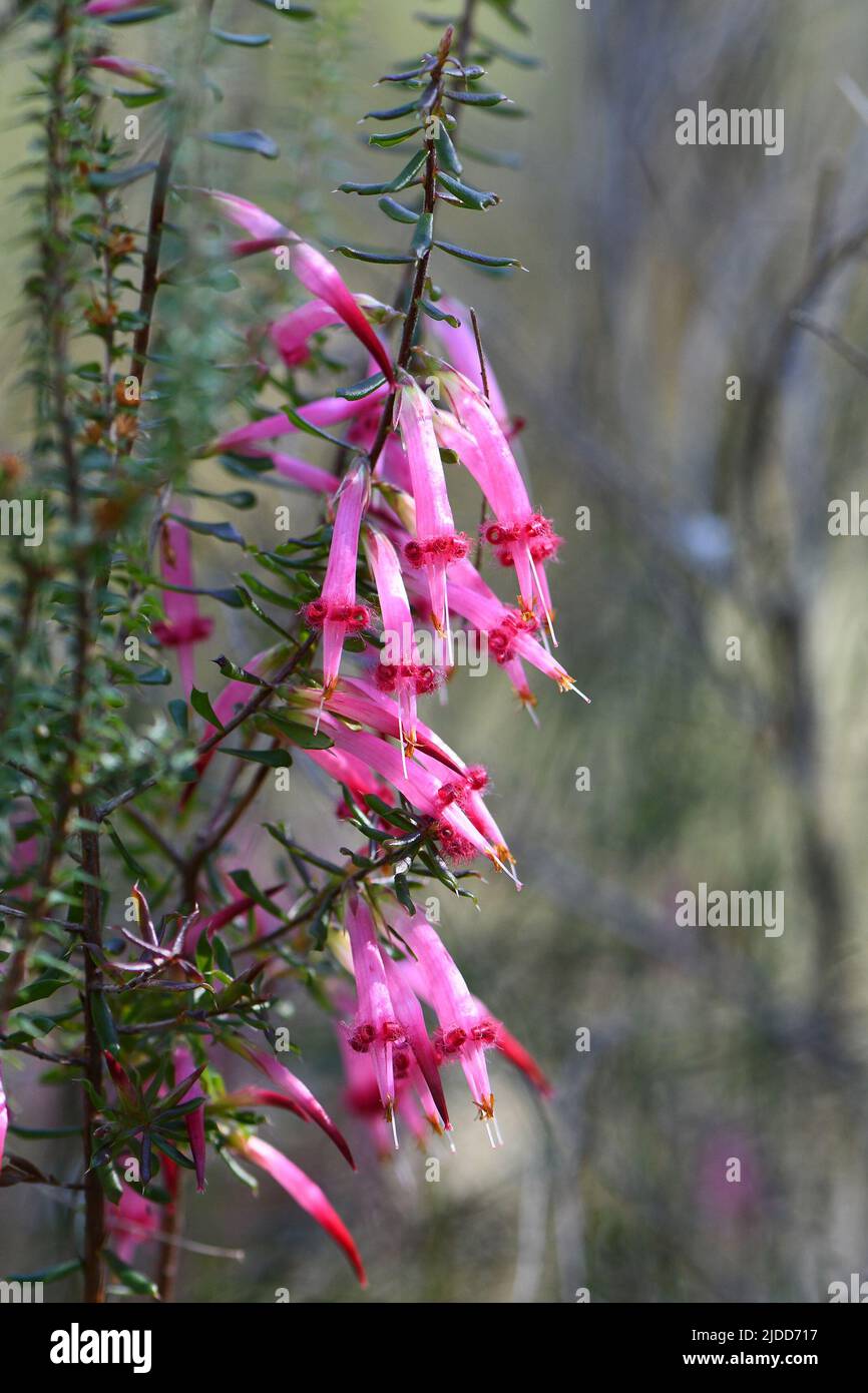 Tubular bell shaped flowers of the Australian native Red five corners, Styphelia tubiflora, from the heath family Epacridaceae, in Sydney woodland Stock Photo