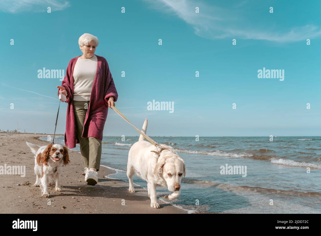 Lady walking her dogs on the leash Stock Photo Alamy