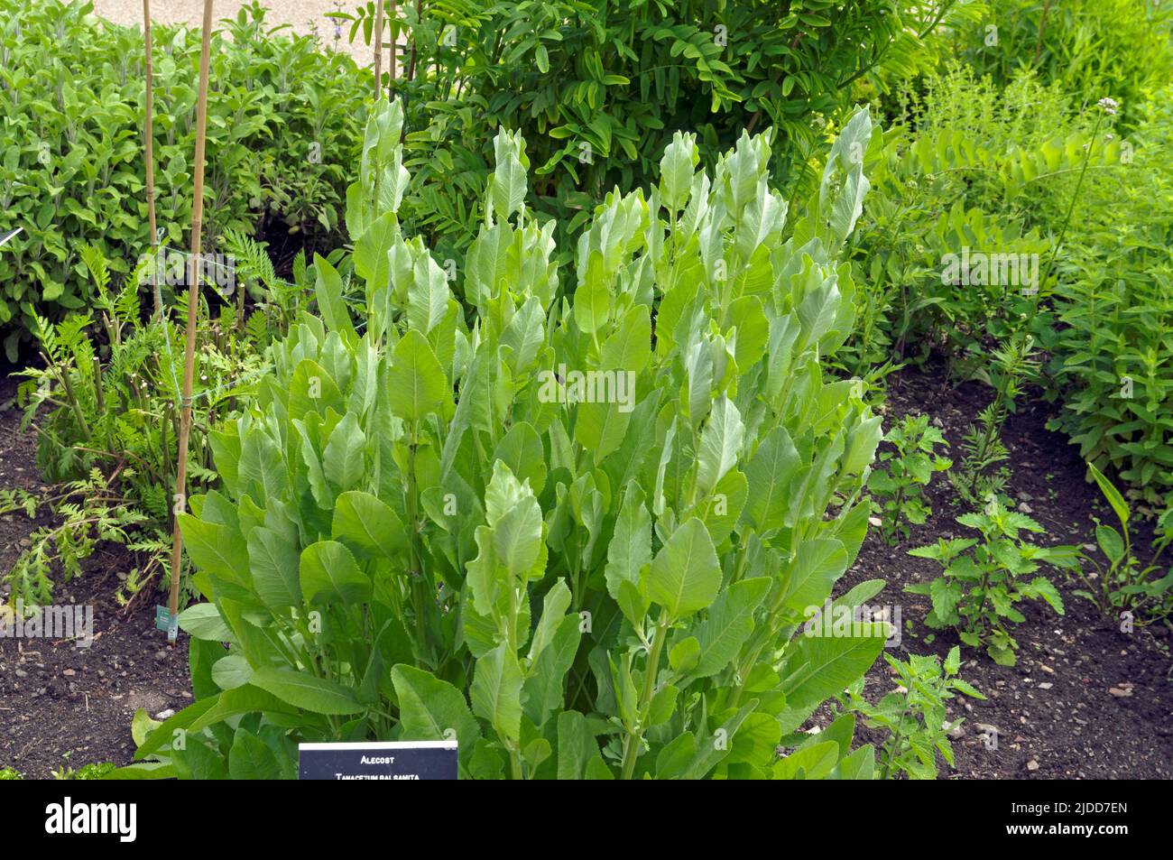 Alecost - Tanacetum balsamita. Award winning Physic Garden, Cowbridge ...