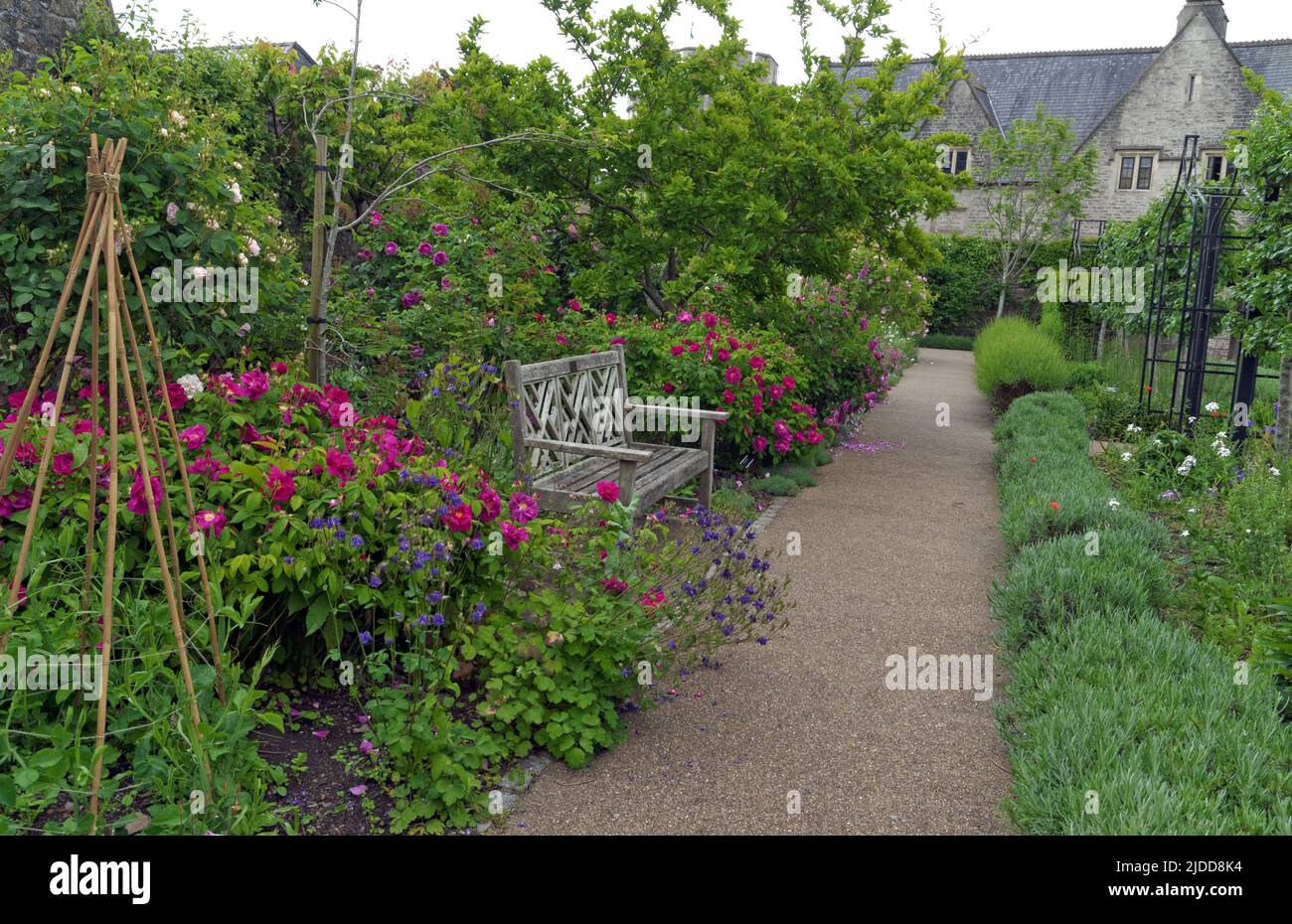 Path and medicinal plants borders, with The Old Grammar School i the background. Award winning Physic Garden, Cowbridge near Cardiff Taken June 2022 Stock Photo