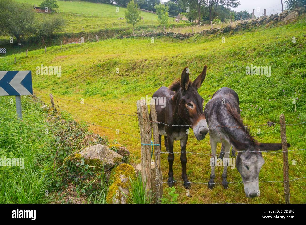 Two donkeys in a meadow. Cantabria, Spain. Stock Photo