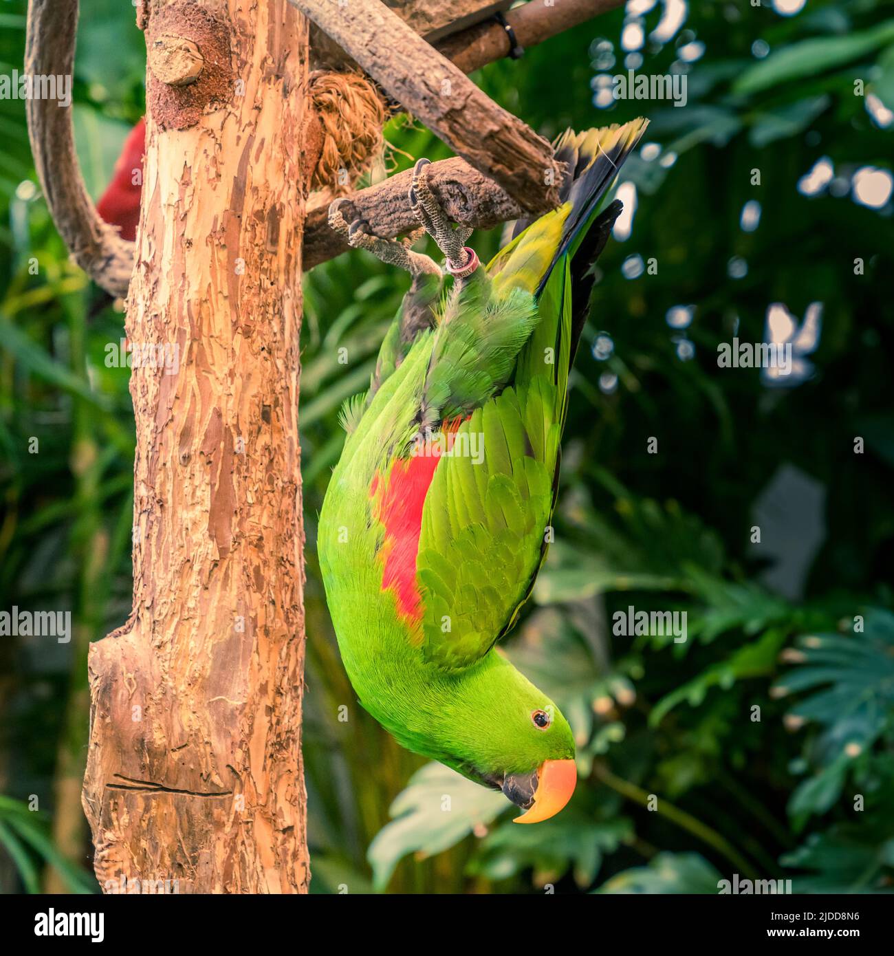 Portrait of Eclectus roratus parrot in bird sanctuary Stock Photo