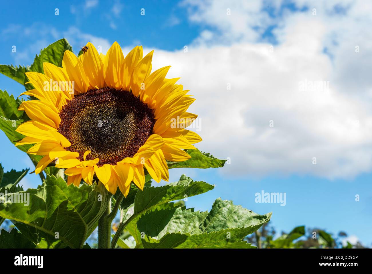 Sunflower head closeup. Copy space Stock Photo - Alamy
