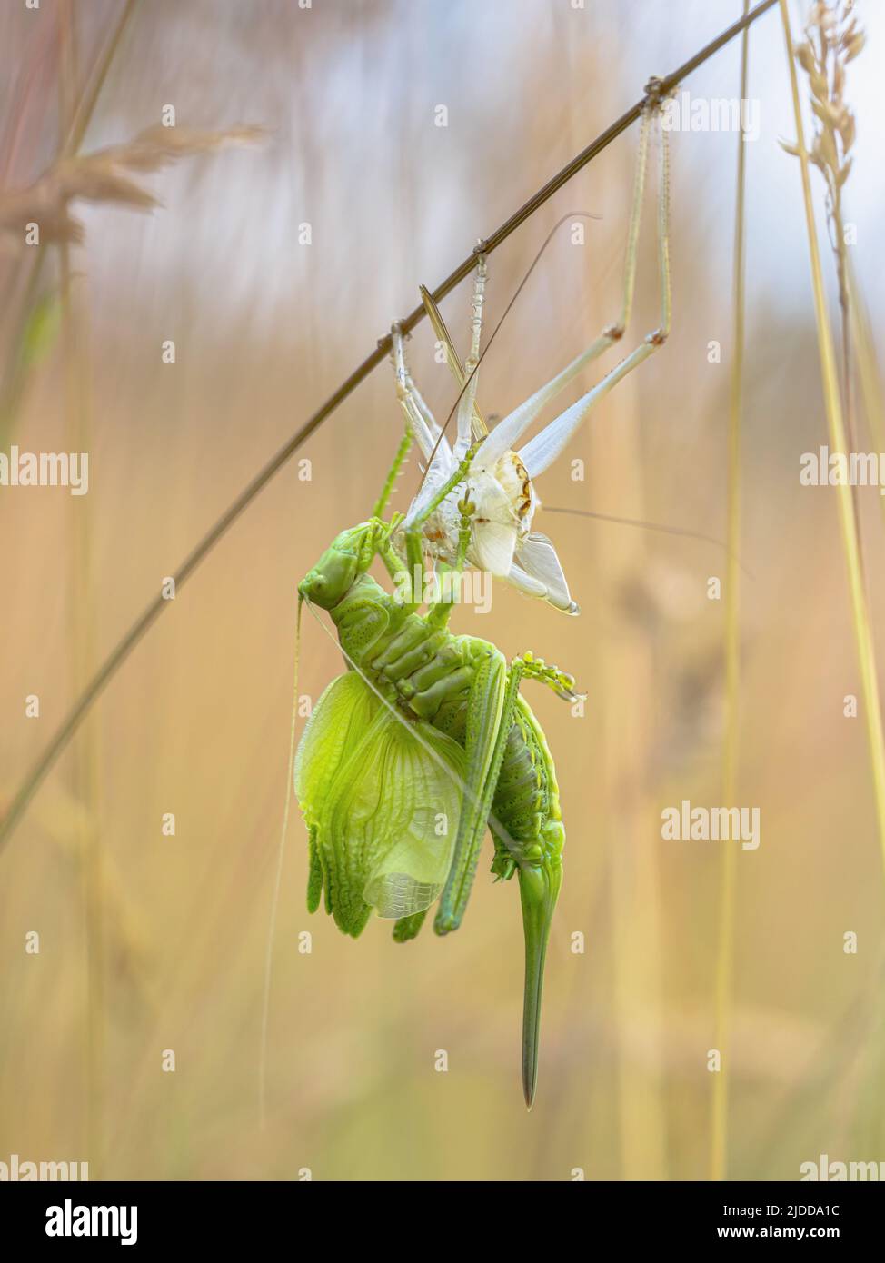 Great green bush-cricket (Tettigonia viridissima) Molting for body Growth. Exoskeleton or shed skin and grasshopper in grass. Stock Photo