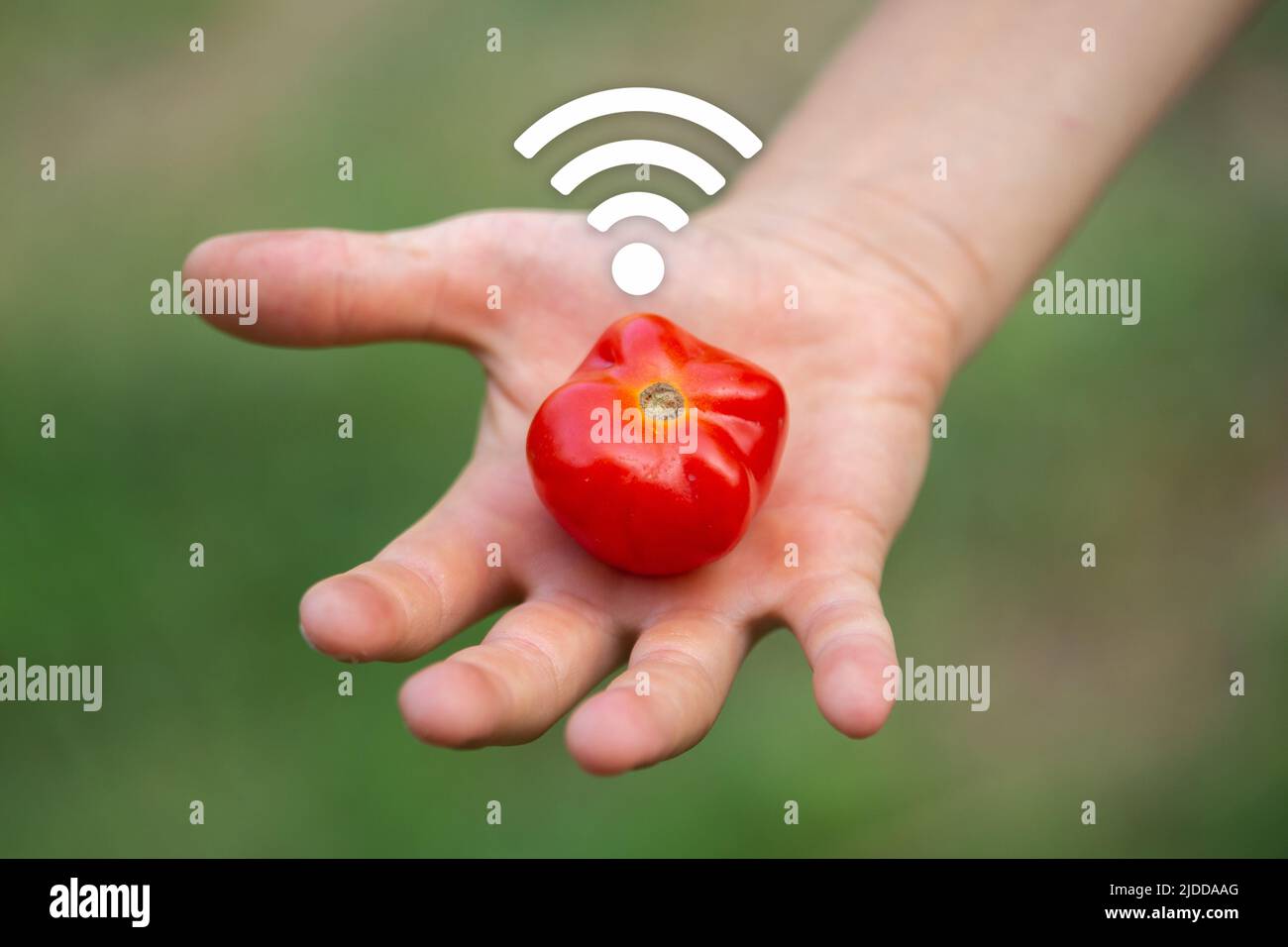 Concept about agriculture of the future. Agriculture and the Internet of things, IoT. Concept about precision agriculture and data transmission from a Stock Photo