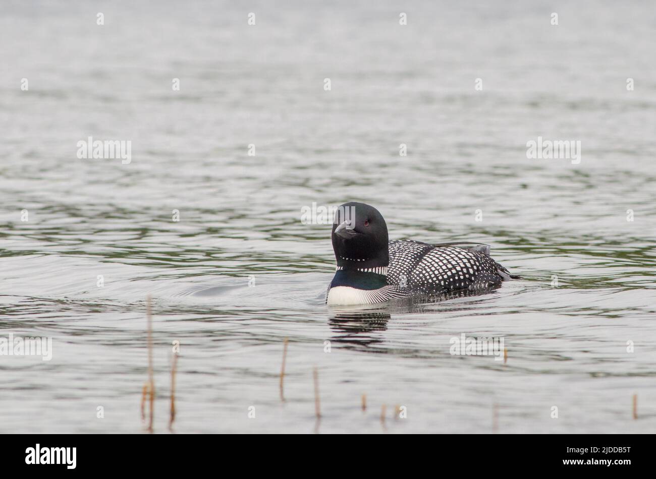 A common loon floating towards the camera on Echo Lake in Acadia National Park, Maine, USA Stock Photo