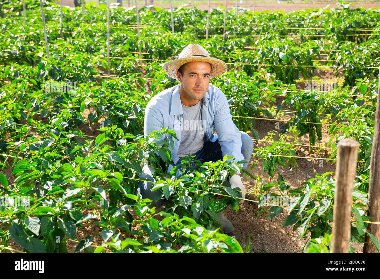 Hired worker with a secateurs collects crop of bell peppers on the beds ...