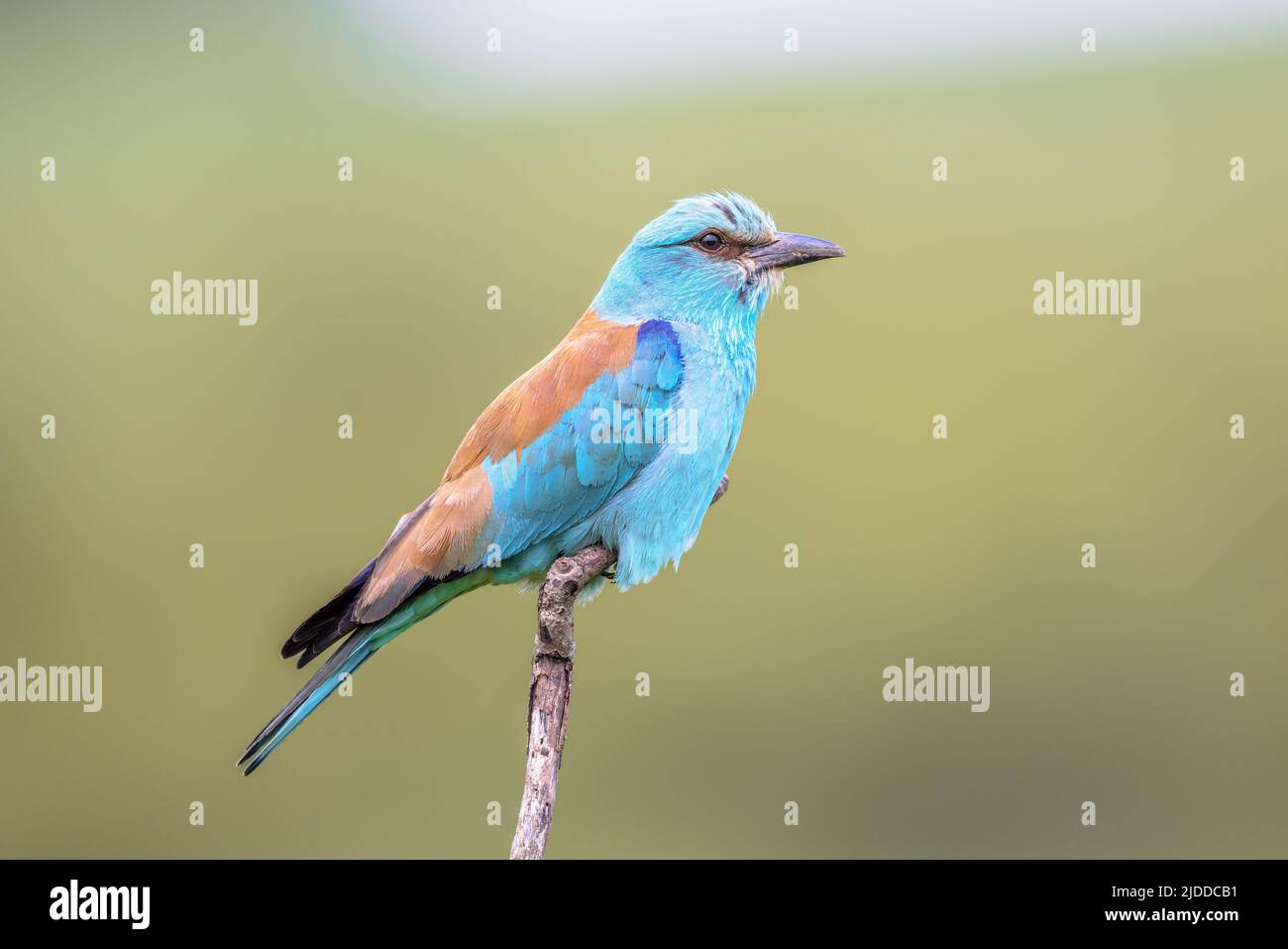 European roller (Coracias garrulus) perched on branch. This Migratory Bird Breeds in Southern Europe. Bulgaria. Wildlife Scene of Nature in Europe. Stock Photo