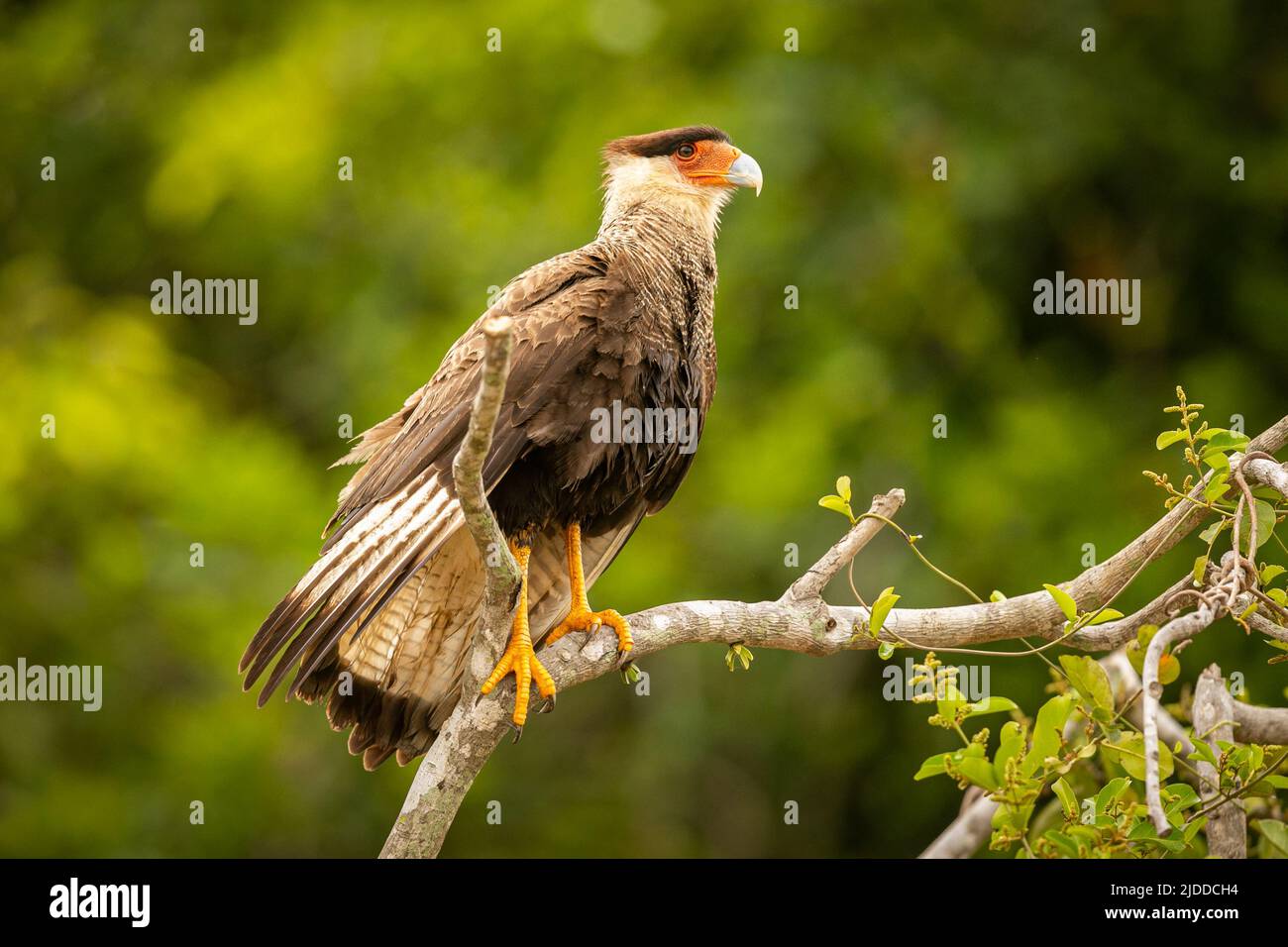 Majestic and colourfull bird in the nature habitat. Birds of northern