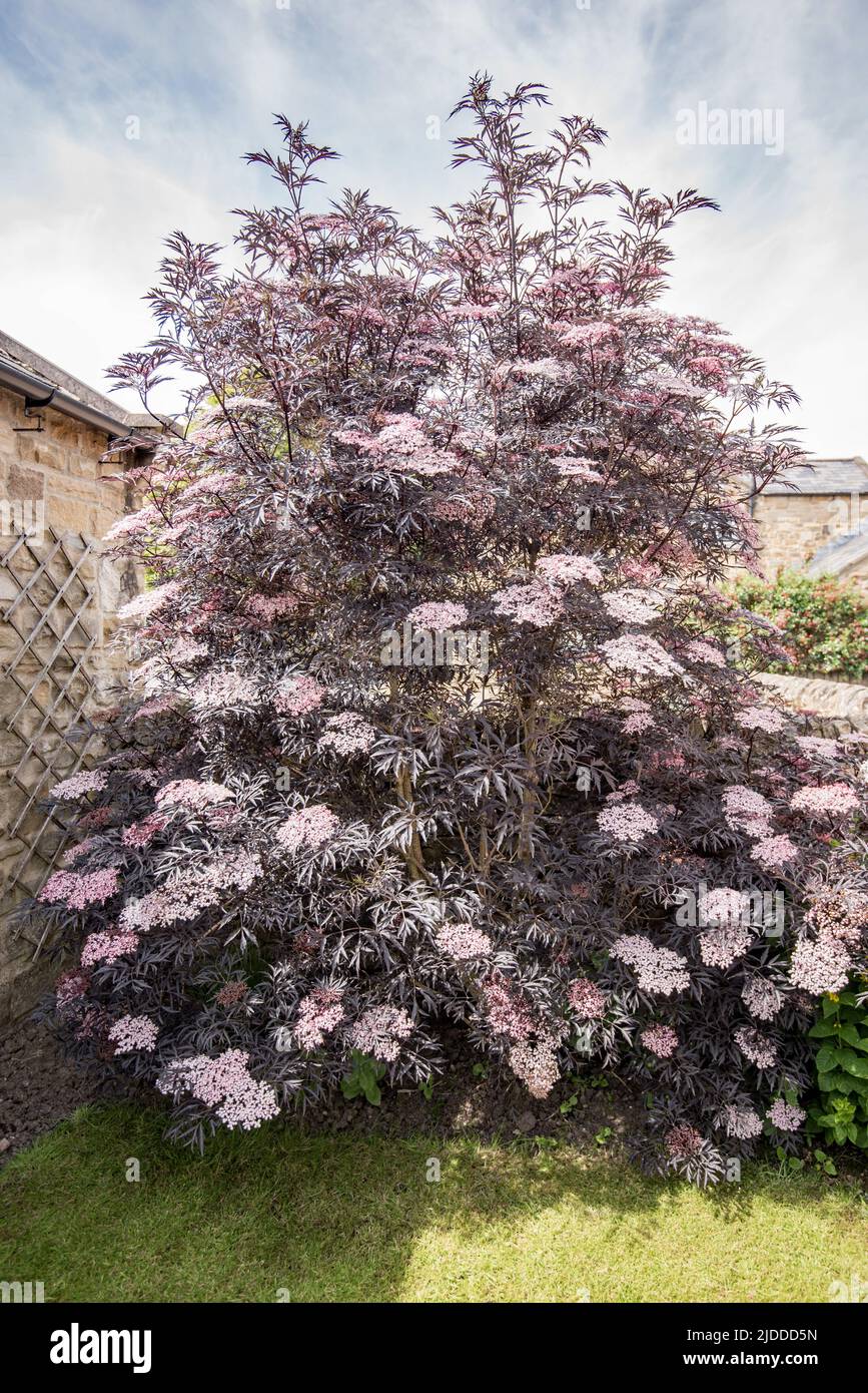 Sambucus nigra in full bloom in June 2022 with its lovely dark purple.black foliage. Stock Photo