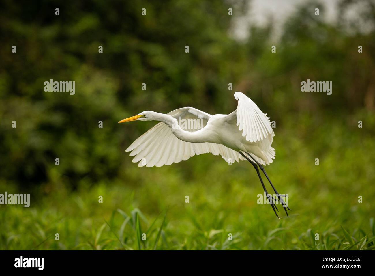 Majestic and colourfull bird in the nature habitat. Birds of northern