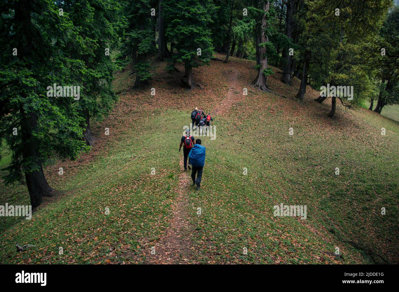 Hikers on trail in dense forest. grass covered with  leaves, autumn Stock Photo