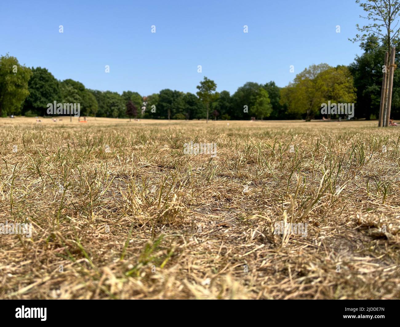 Brown dry grass on a meadow in Berlin public park Hasenheide during a hot summer day Stock Photo