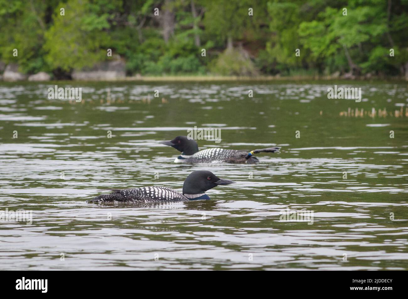 Two common loons swimming in opposite directions on Echo Lake, Acadia