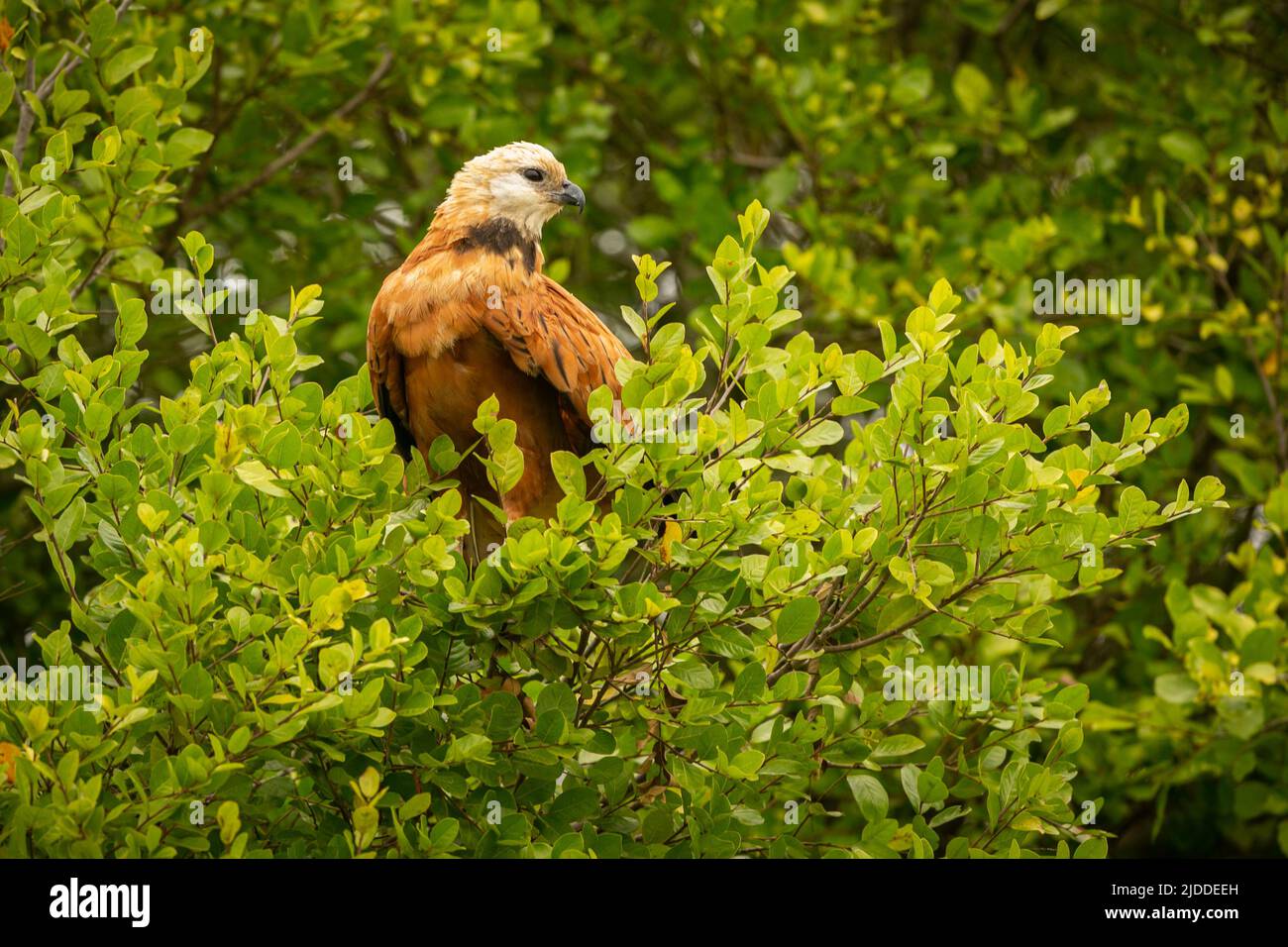 Majestic and colourfull bird in the nature habitat. Birds of northern