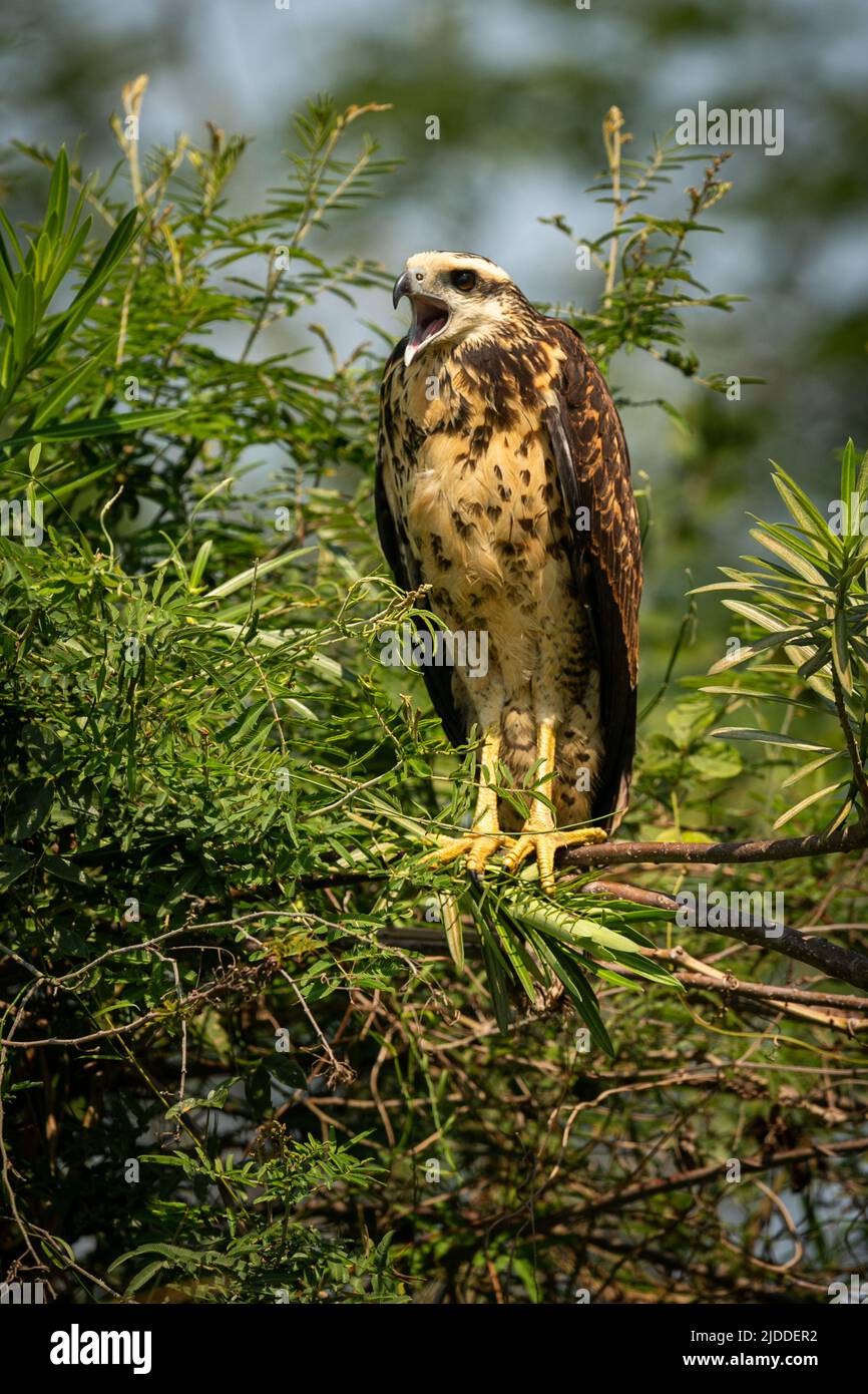 Majestic and colourfull bird in the nature habitat. Birds of northern