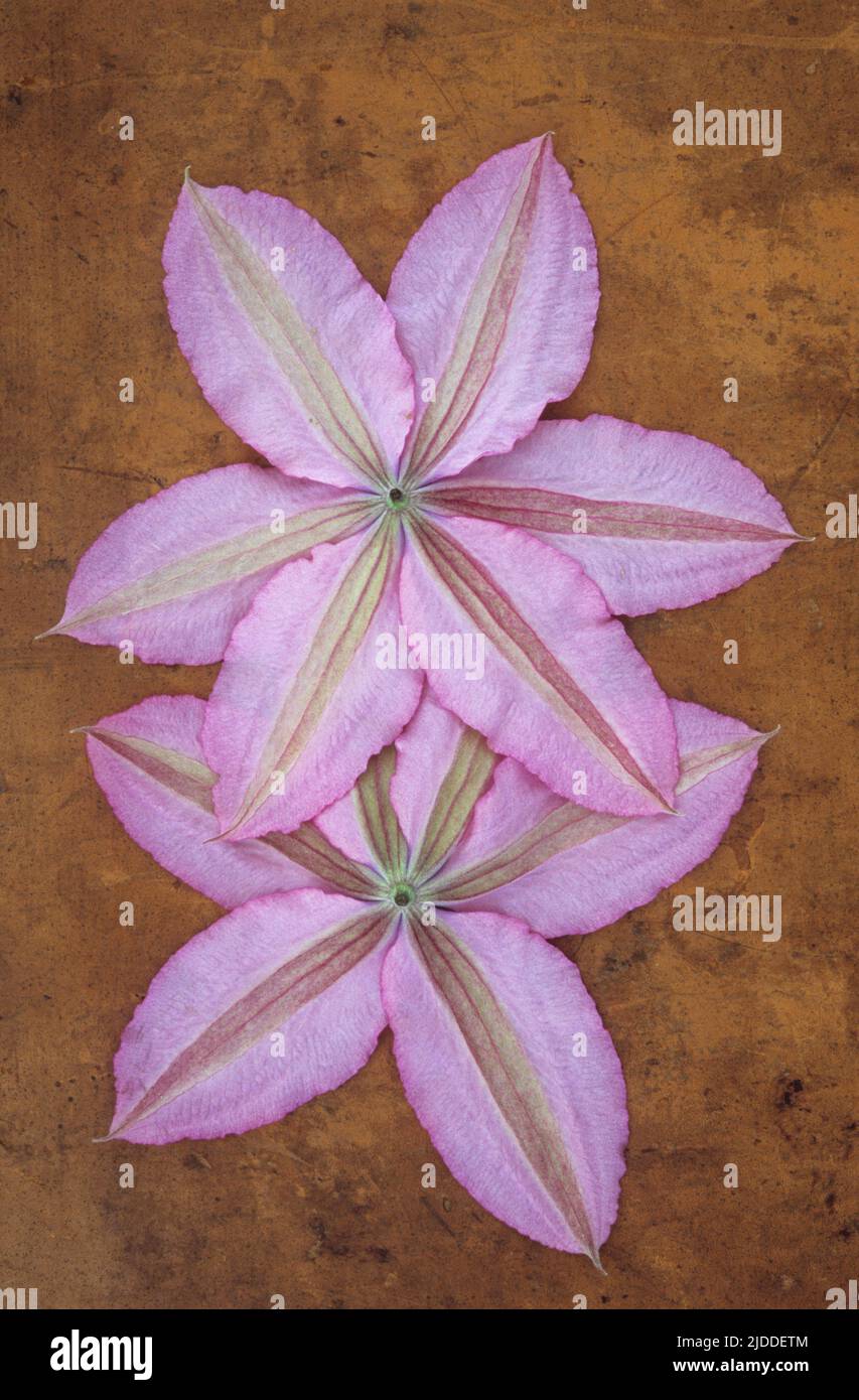 Two pale pink flowers of Clematis Hagley hybrid lying face down on scuffed leather Stock Photo