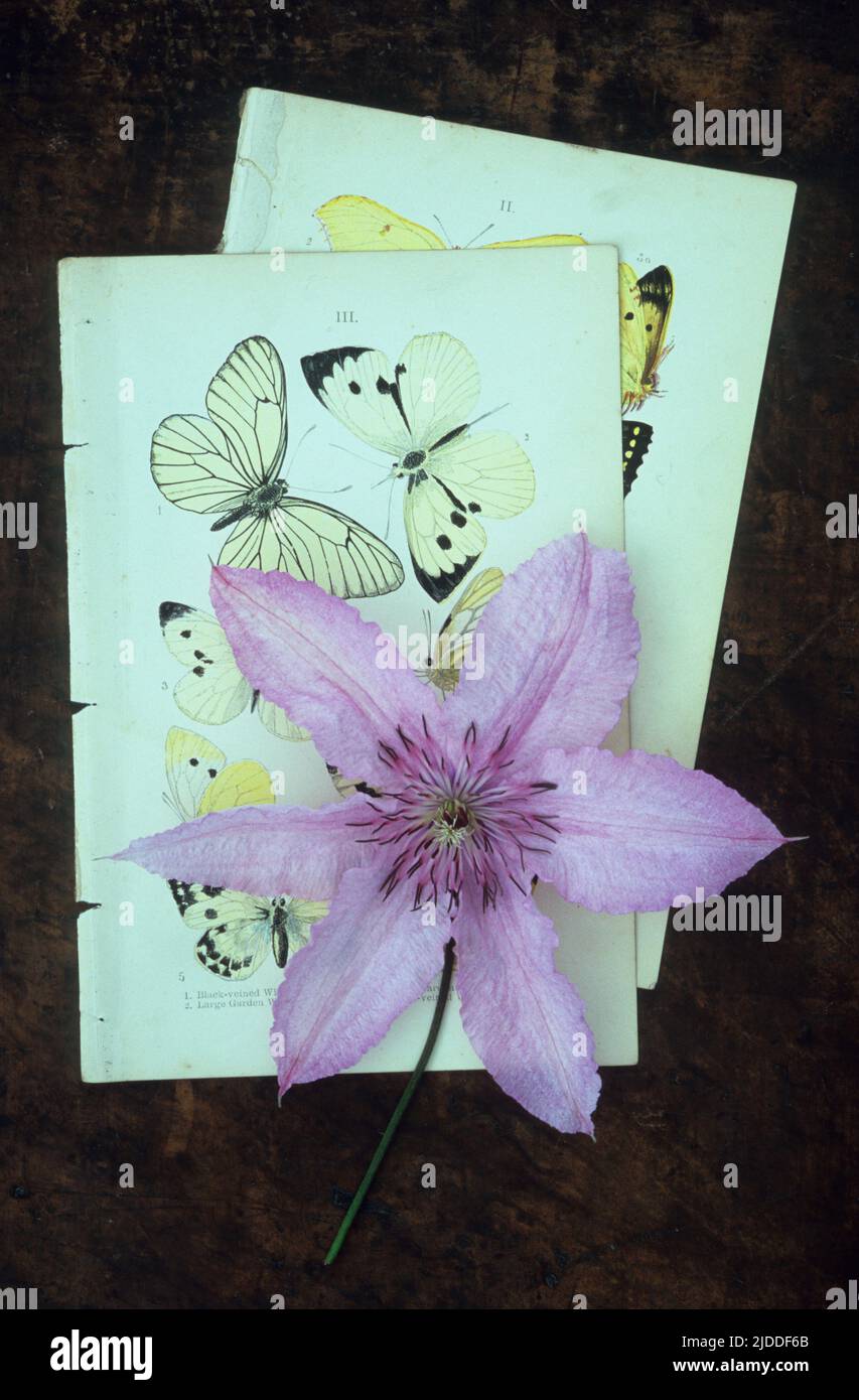 Pale pink flower of Clematis Hagley hybrid lying on two pages of hand illustrations of butterflies Stock Photo