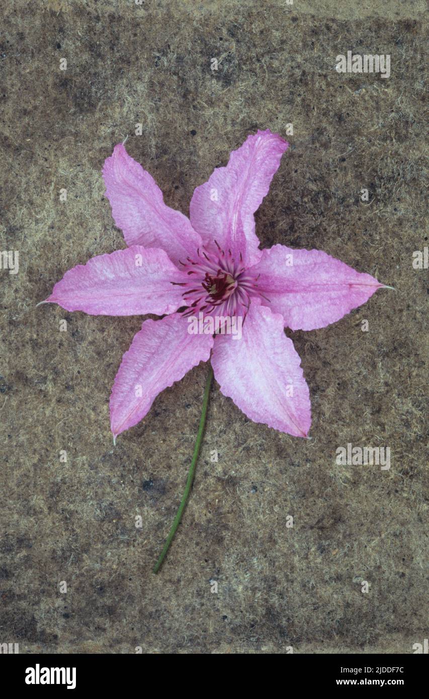 Pale pink flowerhead of Clematis Hagley hybrid lying with its stem on rough grey board Stock Photo