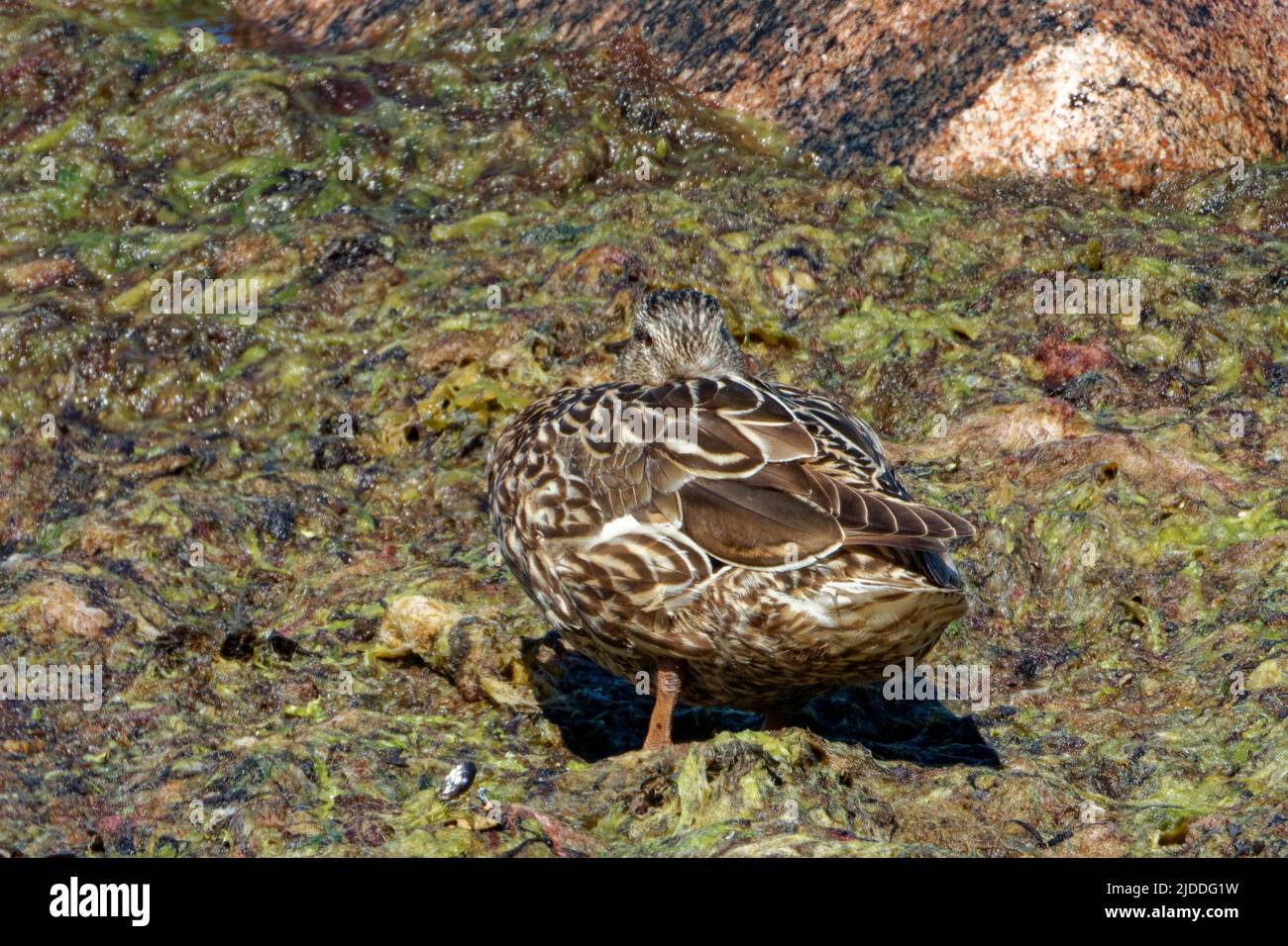 Mallard or wild duck (Anas platyrhynchos) is a dabbling duck, a medium-sized waterfowl species that is often slightly heavier than most other dabbling Stock Photo