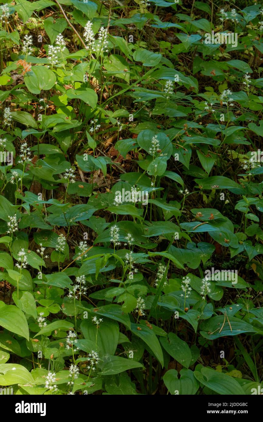 Maianthemum bifolium (false lily of the valley or May lily) is often a localized common rhizomatous flowering plant Stock Photo